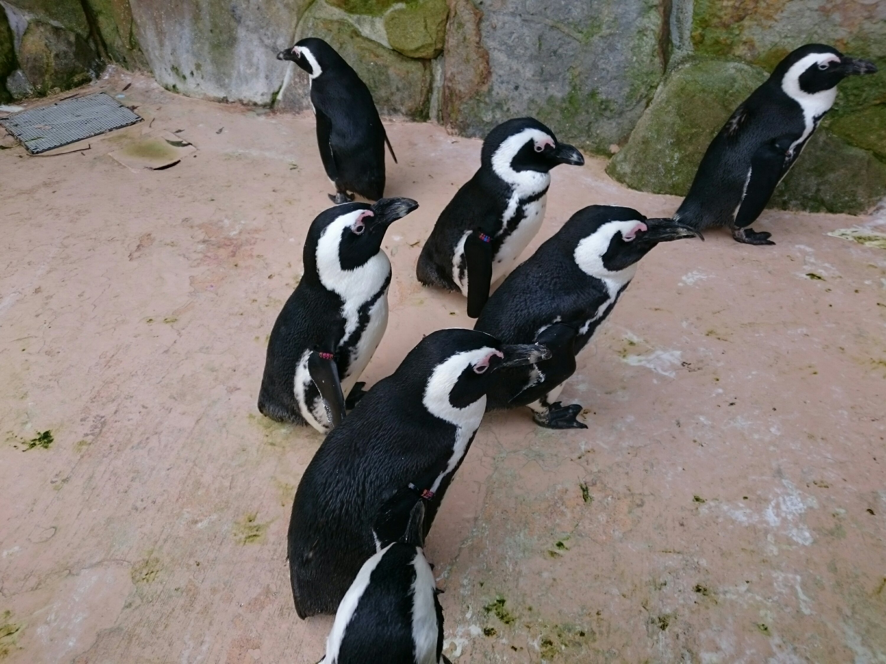 ペンギンたち