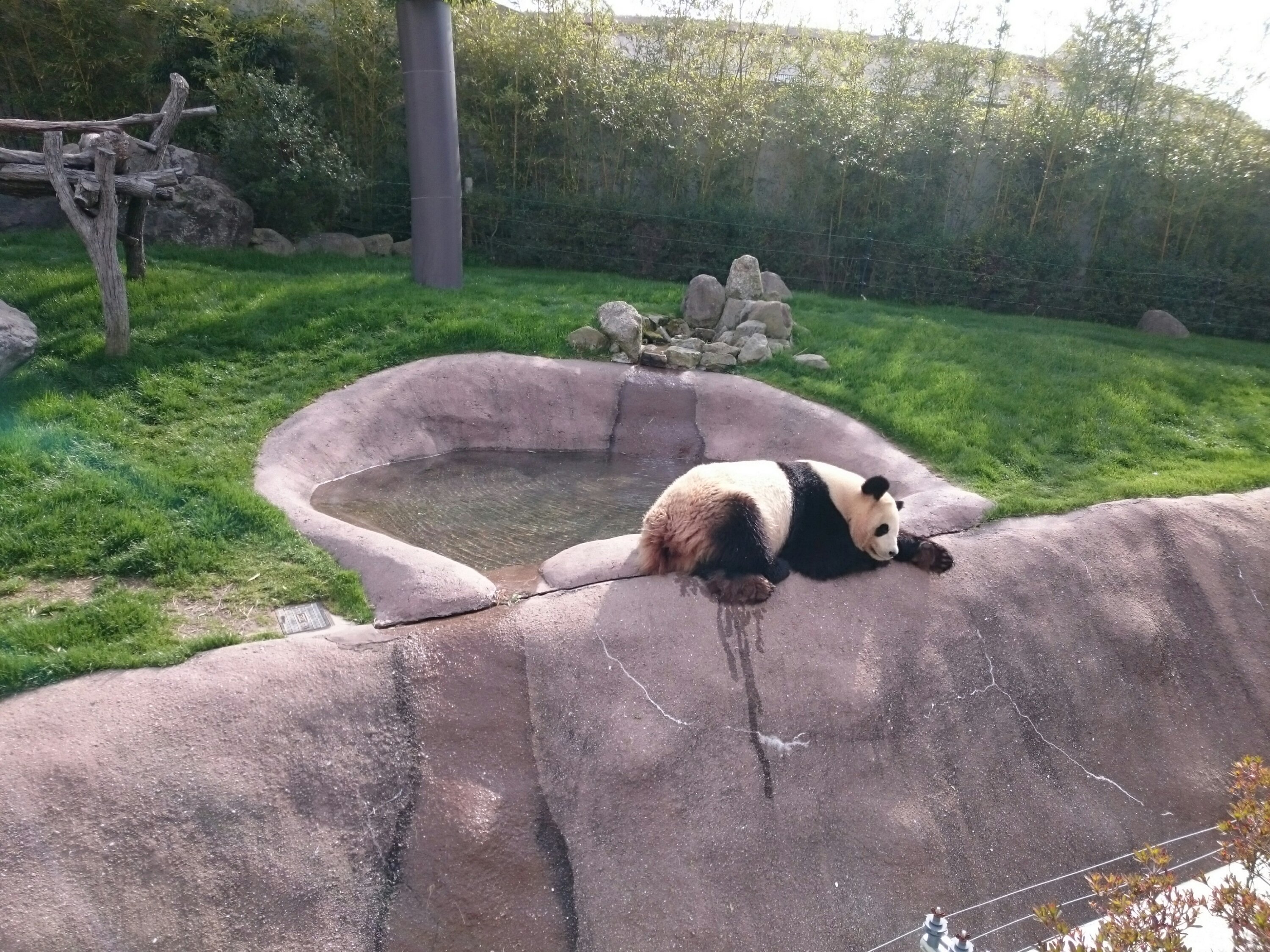 寝転ぶパンダ