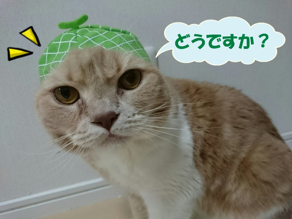 メロンをかぶせてみた