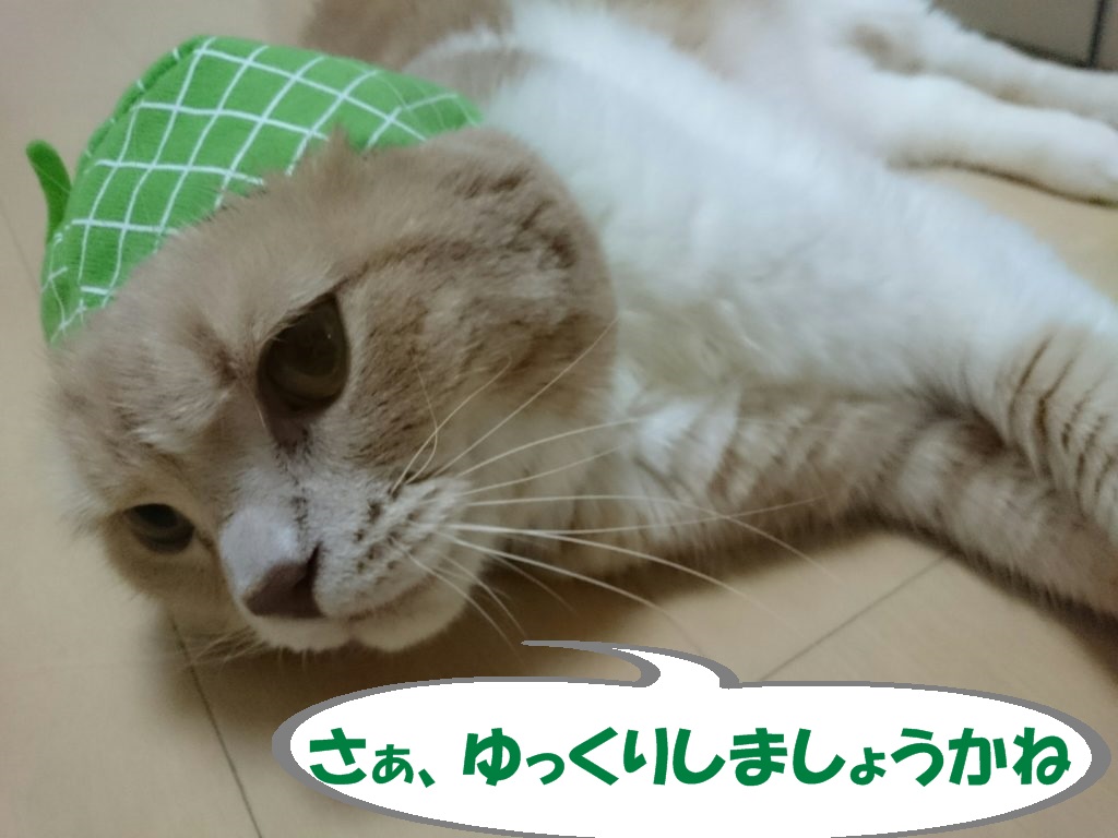 ゆっくりしはじめるうちのネコ