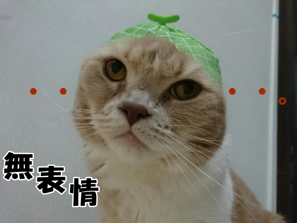 なんとも言えない表情のうちのネコ